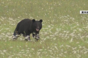 【悲報】クマさん🐻、駅を占拠