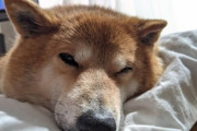 【画像】うちの柴犬、1歳未満の時に表れてそれっきり生えなくなった頬の縁取りが今になってまた生えてきたw