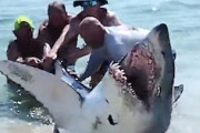 こええ。ビーチに打ち上げられたサメを海に戻してあげようと奮闘する男たち。