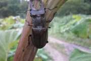 もうクワガタやカブトムシっている？
