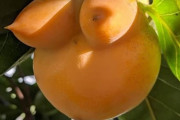 【画像】風呂上がりの柿、えっちすぎるｗｗｗｗｗｗｗｗｗｗｗｗ