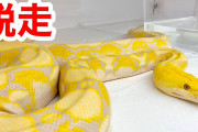 【脱走】アミメニシキヘビを逃がした飼い主が謝罪・警察は捜索継続へ