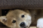 【画像】うちの柴犬がノートPC入れるバッグあけて作業してたら勝手に入ってた…ぐっすり寝ちゃってますwww