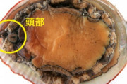 【画像】「アワビ」には顔があった！かなりキモいと話題に！もう食えない