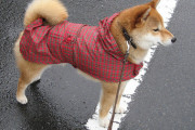 犬の雨具使ってる？【再】