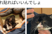 【悲報】漫画みたいな猫が発見される