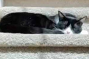 うちのネコが階段の途中で寝ていた。時間が経つとどうなるの？ → 猫は毎日こうします…