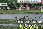 北海道の市街地にある川で大きなオジロワシを発見！3年前から住み着くこの生き物の意外な事実