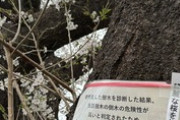 【堂々巡り】行政「この桜の木は老朽化で倒木の危険が高いので撤去します」 市民「綺麗な桜を伐採しないでください」