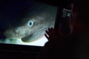我々はもっと深海ザメの魅力を知るべきだ。謎に包まれた古代種「カグラザメ」にGPSを装着、その生態を探る