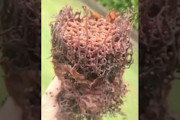 【腐海】オーストラリア原産のハリナシミツバチの巣、めちゃくちゃ気持ち悪い。