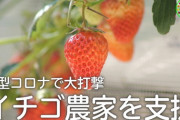 【イチゴ狩り】新型コロナでイチゴ農家が悲鳴！企業が支援