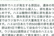 なんかハエが異様に大量発生してるマンションの一室が見つかる