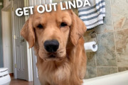 飼い主さんがお風呂中なのに入ってこようとするゴールデンレトリバー