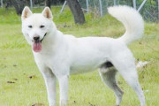 韓国人「韓国固有種の珍島犬が日本の柴犬に比べて微妙な理由」