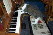 【ねこ画像】ねこのピアノ弾き、ねこ用ベッドだけど手足伸ばせるの？、ハンドルが逆だよ！ ほか