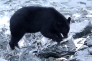 【動画】クマさん、鮭食べ放題ｗｗｗｗｗｗ