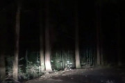 【※ゾッとする】夜の山でヤバい奴見た！→結果…