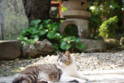 【ねこ画像】お寺ねこ、おそとのねこ【再】