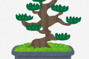 【BONSAI】世界的な『盆栽』ブーム到来！　スペインから弟子入りまで！「樹が何を求めているのかを理解しないといけないのが面白い」