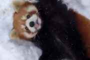 【動画】レッサーパンダさん、雪でテンションがあがってしまう