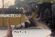 リアル招き猫。参拝者と手を合わせて祝福を祈ってくれる寺院の猫