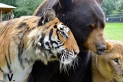 【画像】野生でムキムキ、飼われたらぬいぐるみ化しちゃうトラさんｗｗｗ