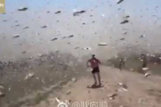 【動画】4,000億匹のイナゴの大群が中国国境に到達