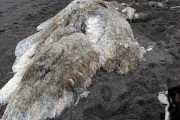 【画像】ロシアの海岸に正体不明の生物の死体が打ち上がる！！！！