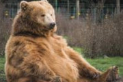 【動画】若かりし頃のムツゴロウさん、クマに勝つｗｗｗｗｗｗｗ