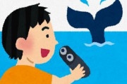 ホエールウォッチング船の騒音、クジラの親子を混乱させていたことが判明する　