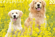 【朗報】陰者なお前らはガチで犬飼えよ　強制的に社交的になれる機会が作れるぞ