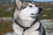 【画像】シベリアンハスキーさん「え？ぼくの毛を剃るんですか…どうなっても知りませんよ？」