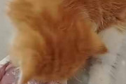 子猫がヨーグルトを食べていた。顔がこうなっちゃう → 犬の出番です…