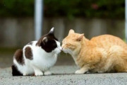 猫「んっ❤️チュッチュ❤️」