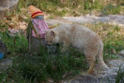 【ねこ画像】お地蔵さんとねこ