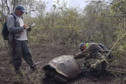 【朗報】ガラパゴス諸島で絶滅したはずのゾウガメが30頭発見されるｗｗｗｗｗｗｗｗ
