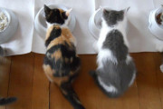 ネコ飼ってると意外と金かかるよな。  生活厳しくなったんでちょっと困ってたんだけど・・・【再】