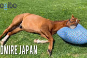 アドマイヤジャパンがyogiboで寝てる件