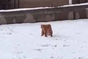 【イヌ】 庭に少しだけ雪が積もった。ポヨンポヨン♪ → うちの犬はこうなります…