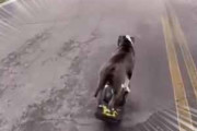 イヌが乗って道路を進みだす。これはスケボーですか？ → いいえ、最先端の犬はワンボードです…