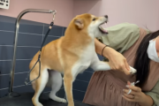 【悲報】柴犬さん、トリミングで大暴れｗｗｗｗｗｗｗｗｗｗｗｗ