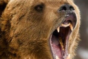 血に飢えた怪物ヒグマが2025年、大量発生か…！いま北海道のハンターたちが恐れている「異変」