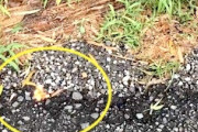 道路脇の地面からパチパチと火が出る不思議な現象が撮影される。