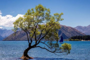 【ニュージーランド】観光名所「ワナカの木」、枝が切断され無残な姿に・・・