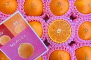 【悲報】マスカットに次またも中国人にパクられた！？20年近い期間をかけ作った高級みかんが流出