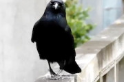 【話題】歩くカラスを正面から撮影するとやたらセクシーで笑う。