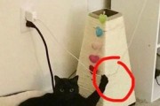 【ねこ画像】充電中のスマホのケーブルを片手にこちらを見つめてくる猫さん…これは嫌な予感しかしませんねwww