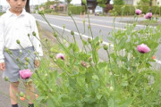 【衝撃】5歳児「あっ、違法ケシだ！」→ 道端の違法植物を車窓から瞬時に判断、県職員が慌てて全部引っこ抜く