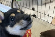 家に来た犬可愛すぎて笑うんだがｗｗｗ（※画像あり）